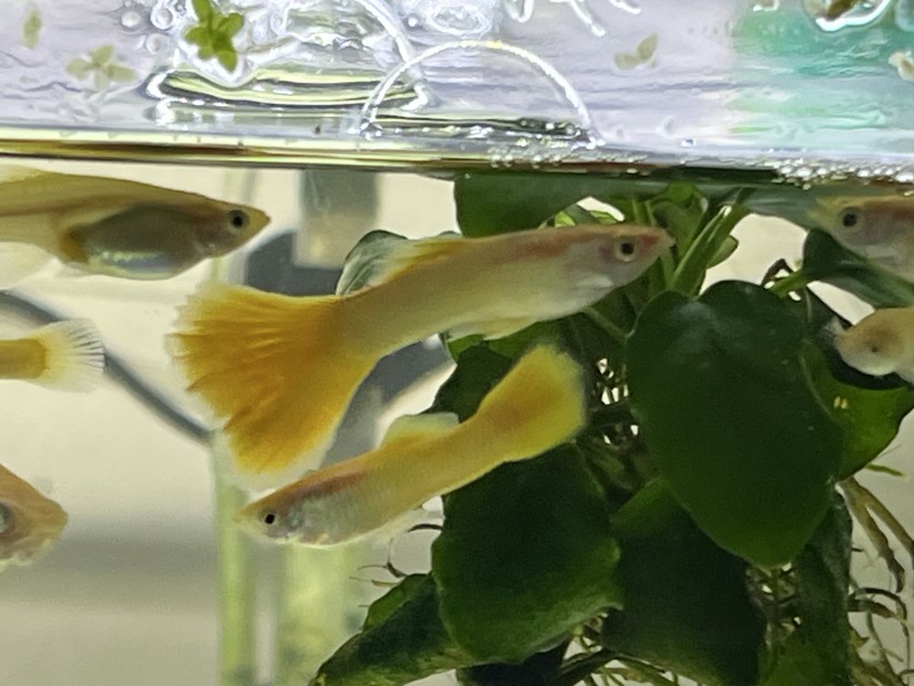 Gupiki Yellow wysyłka!!!