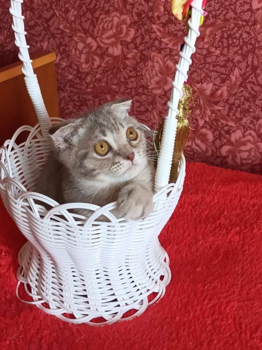 Пухнастий релаксик