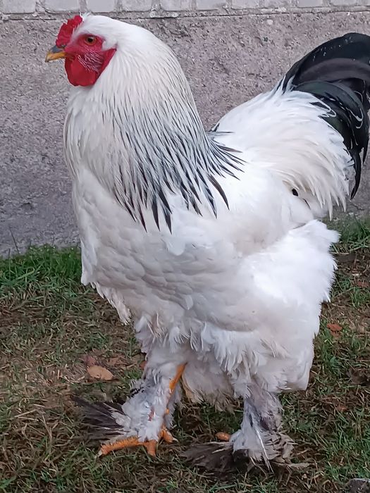 Sprzedam kury rasy Brahma Gronostajowa