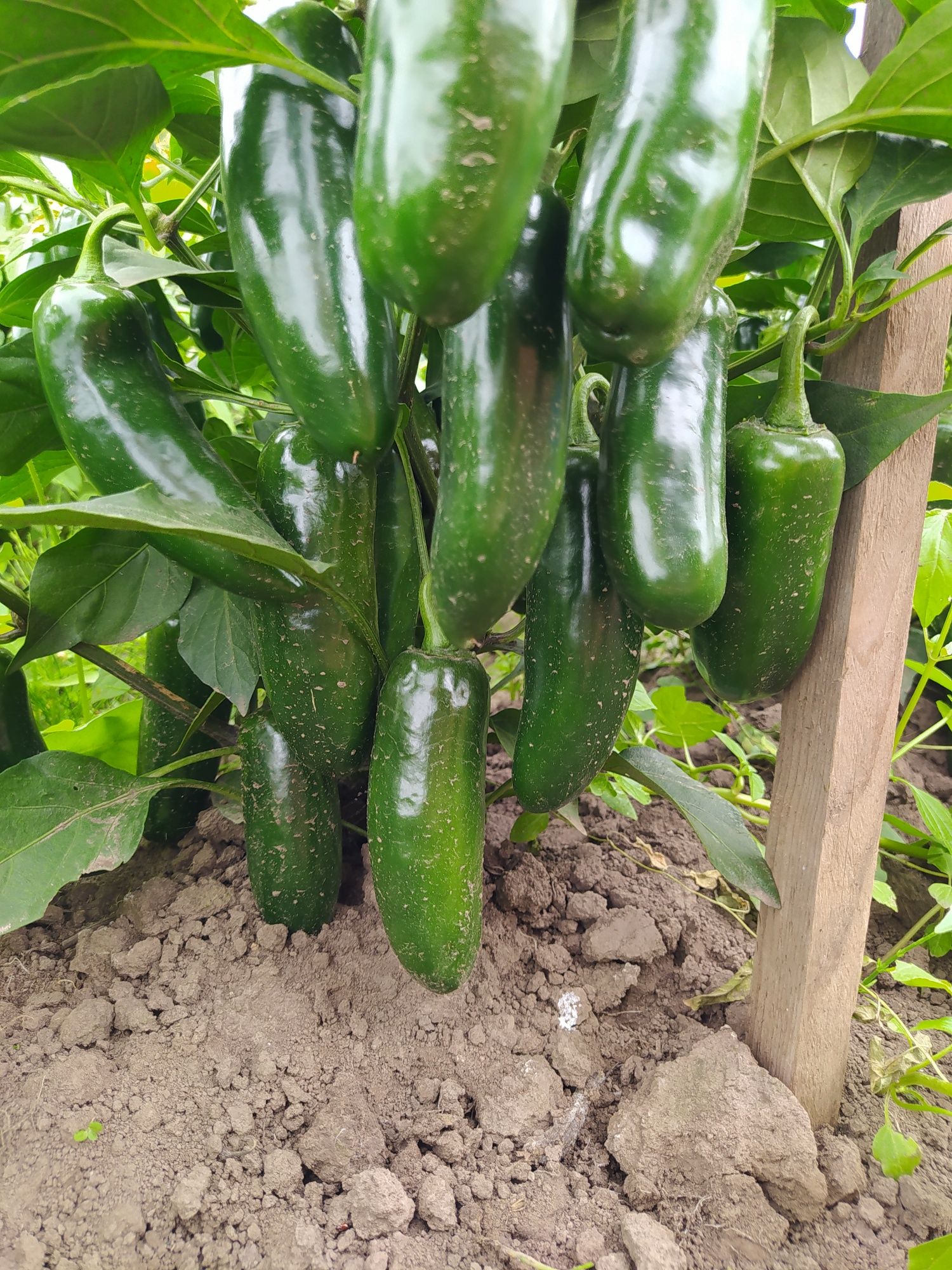 Papryka Jalapeno 10kg ostra z wlasnej uprawy chilli