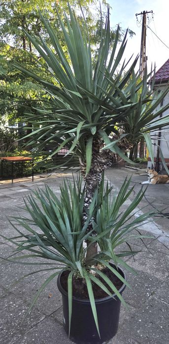 Juka, duża 20 letnia do gruntu lub na taras