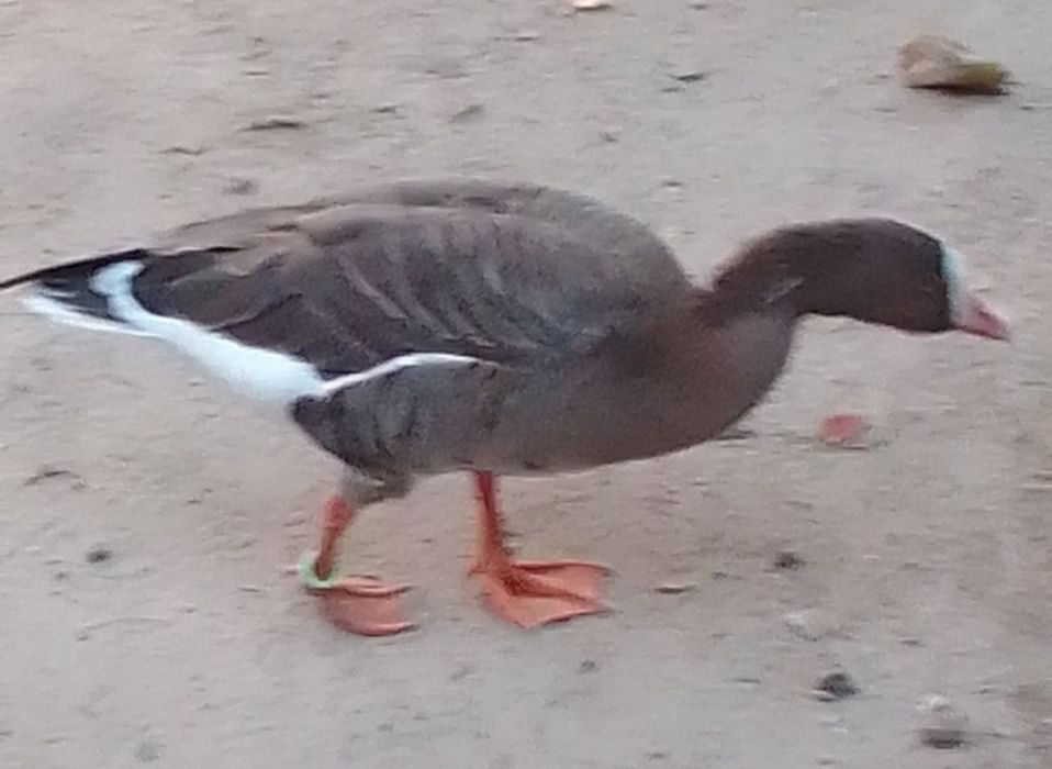 Sprzedam gęsi nilowe ine