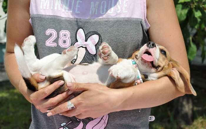 Видео) Элит щенки бигля, цуценята бігля из топ питомника, гентесты.