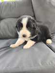 Border Collie - piękny pies