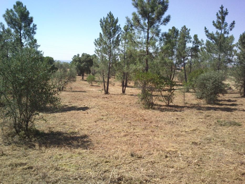 Limpeza e manutenção de terrenos e jardins