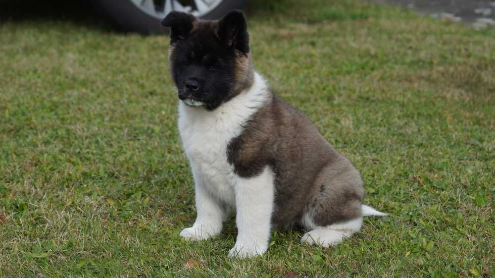 Akita Amerykanska FCI