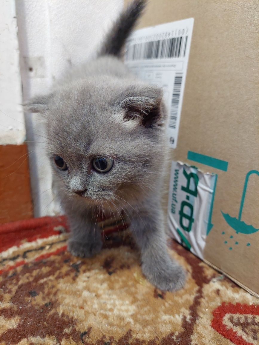 Продам котят британцев