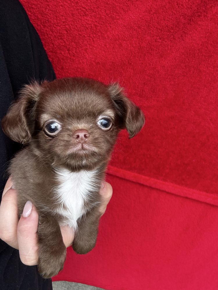 Długowłosy chihuahua brązowo-biały