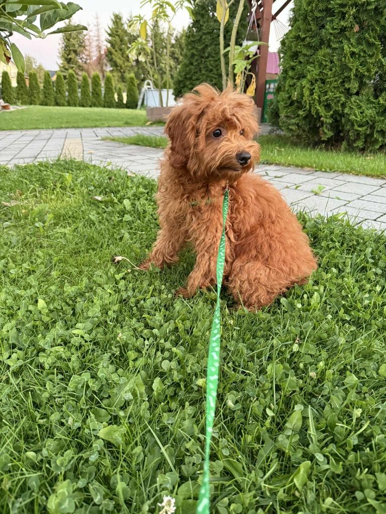 Piesek Maltipoo F1b