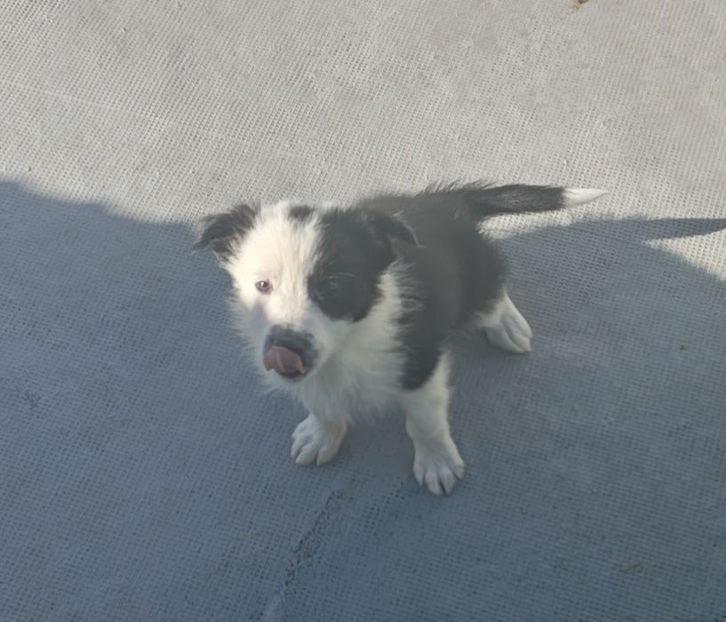 Border collie macho puro