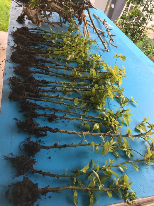 Planta Ora-pro-nóbis (Pereskia aculeata)