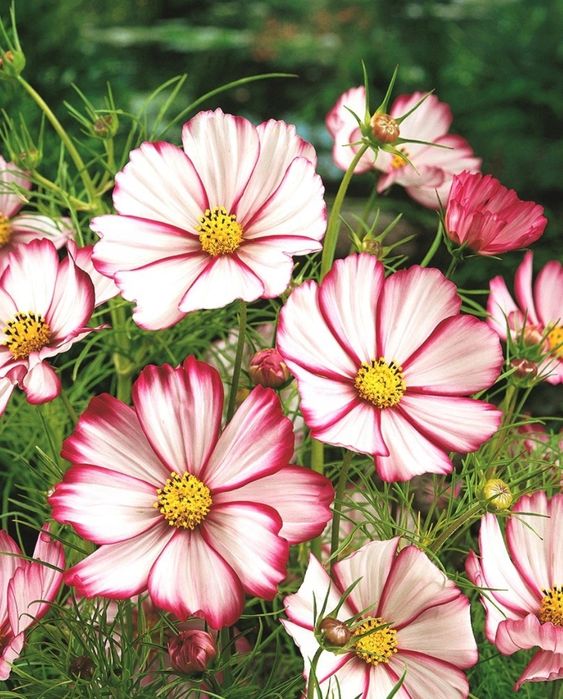 Onętek „Kosmos” PICOTEE (Cosmos Bipinnatus) nasiona 50 sztuk