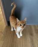 Kotek do adopcji!