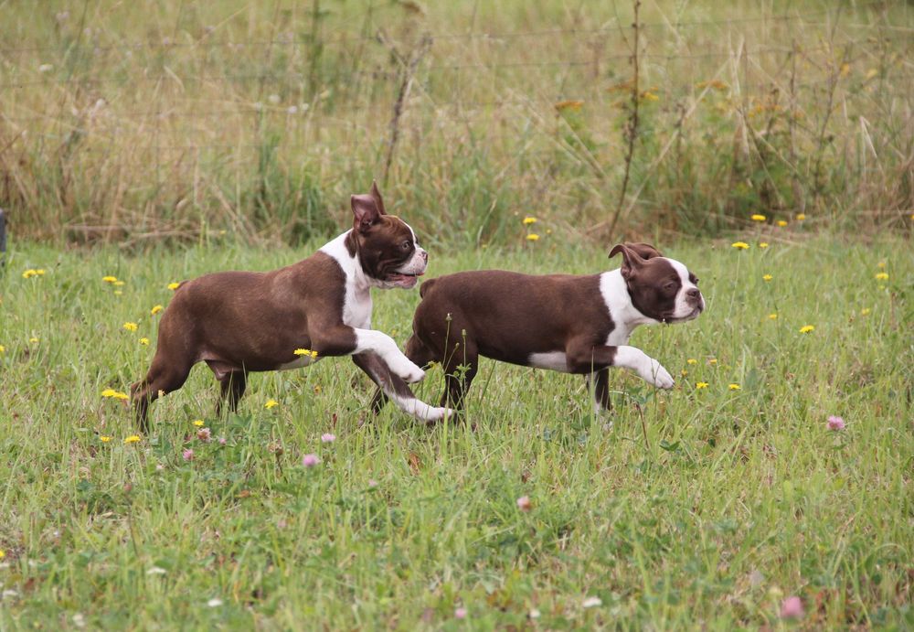 Boston Terrier color  aktualne