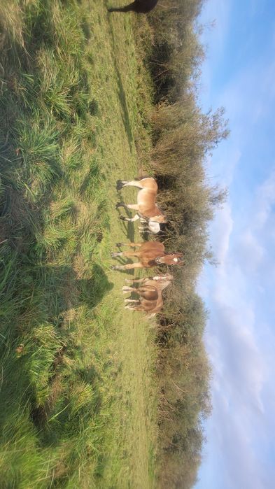 Sprzedam zrebaki zimnokrwiste kobyłki