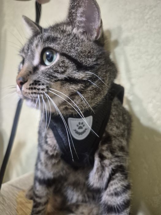 Поводок (жилет) для вигула кота чи невеликої собаки, розмір L