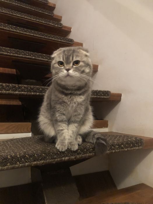Piękny kot rasy Scollish Fold nieaktualno