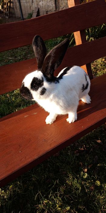 Olbrzym srokacz niemiecki