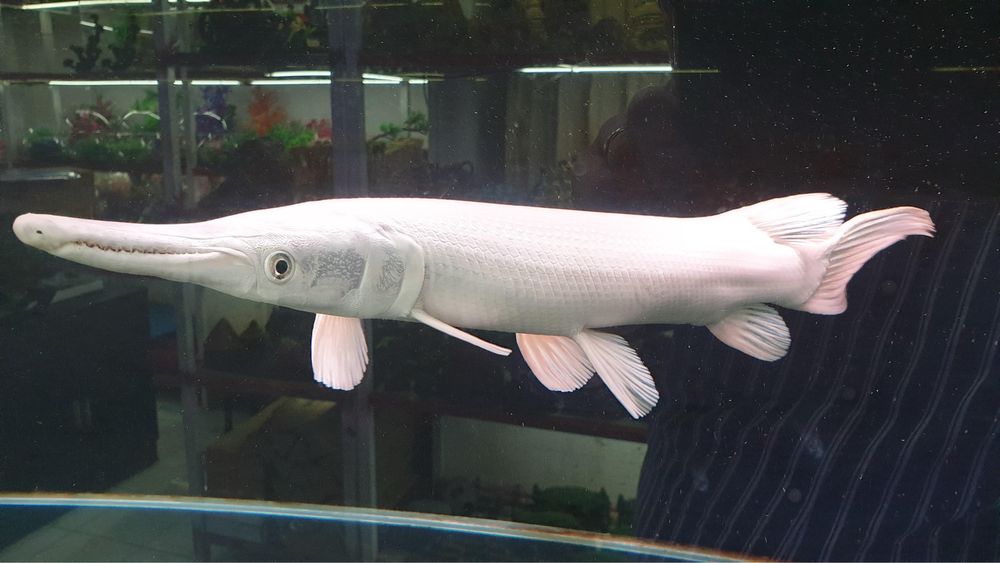 Platinum Gar (Atractosteus spatula)(40cm)