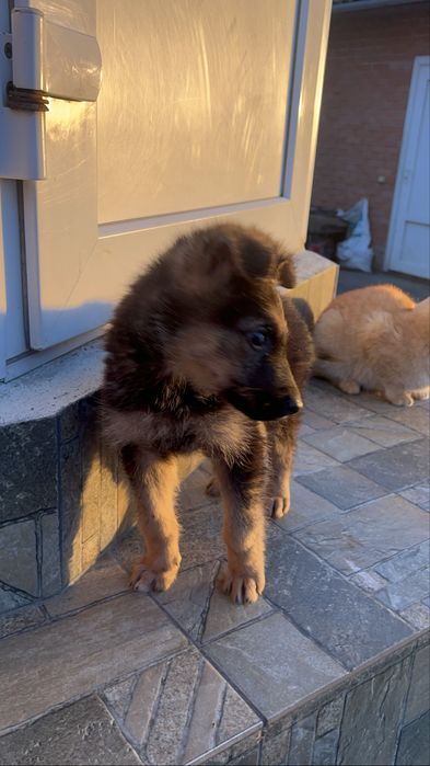 Віддамо безкоштовно цуцика овчара