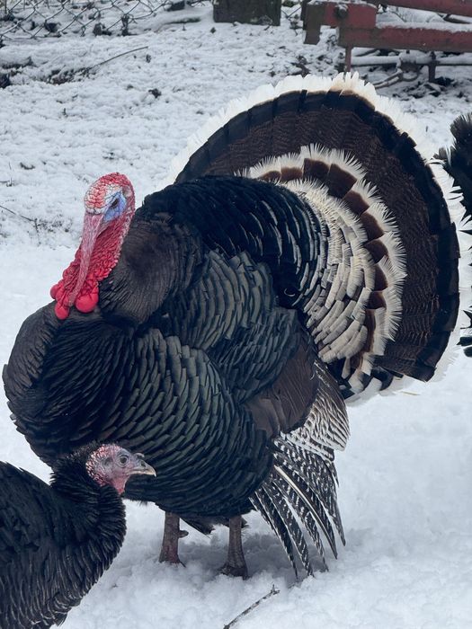 Sprzedam indyki indyczki.