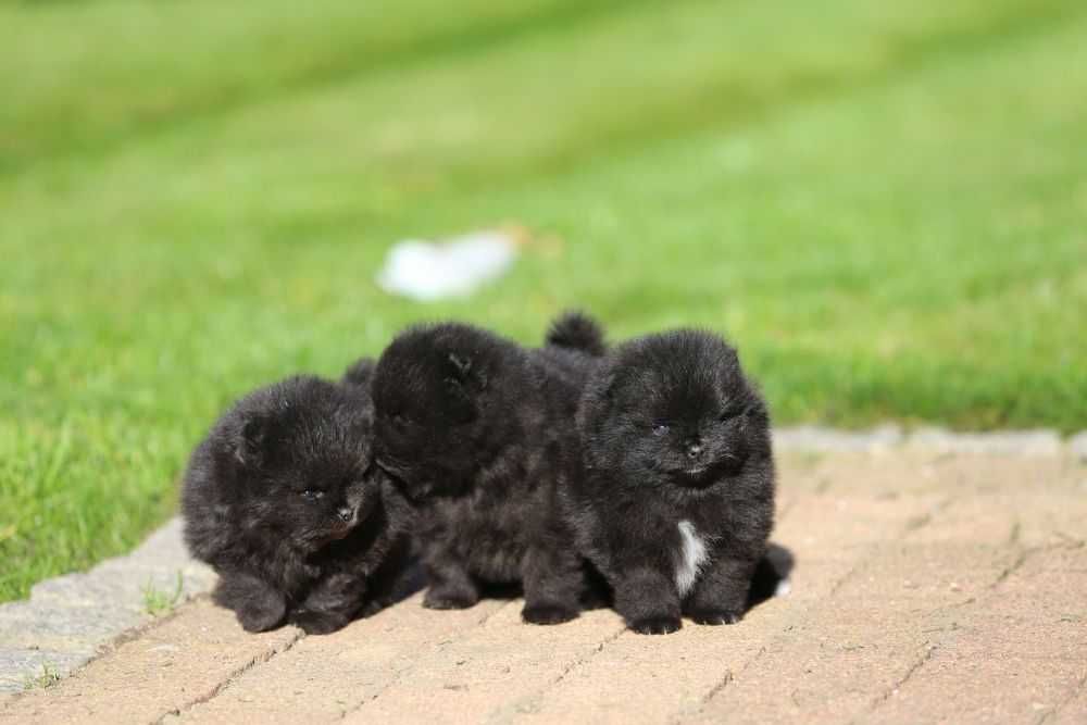 Szpic miniatyrowy pomeranian