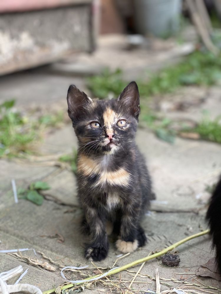 Віддамо подаруємо котенят