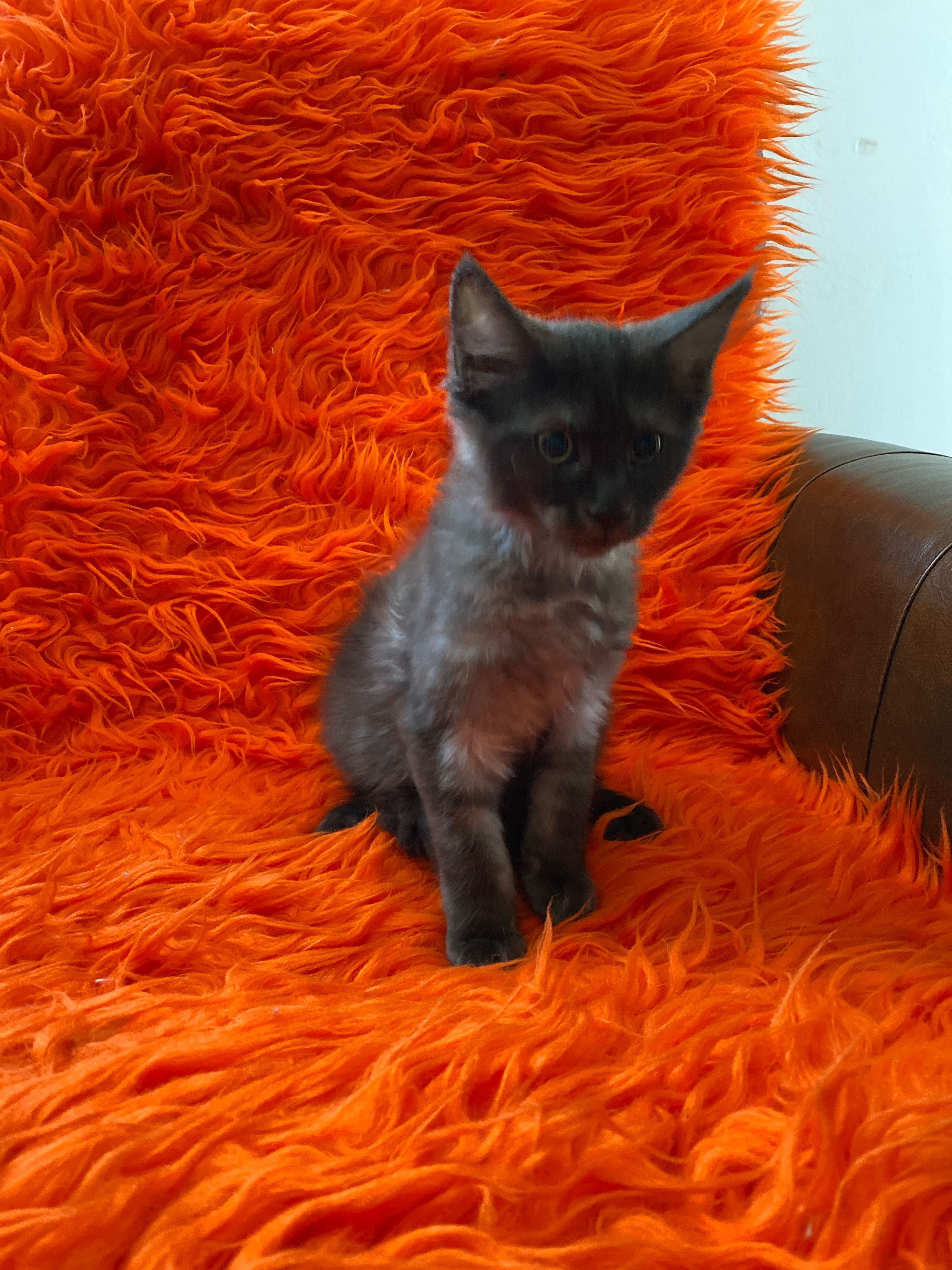 Sprzedam maine coon okazja