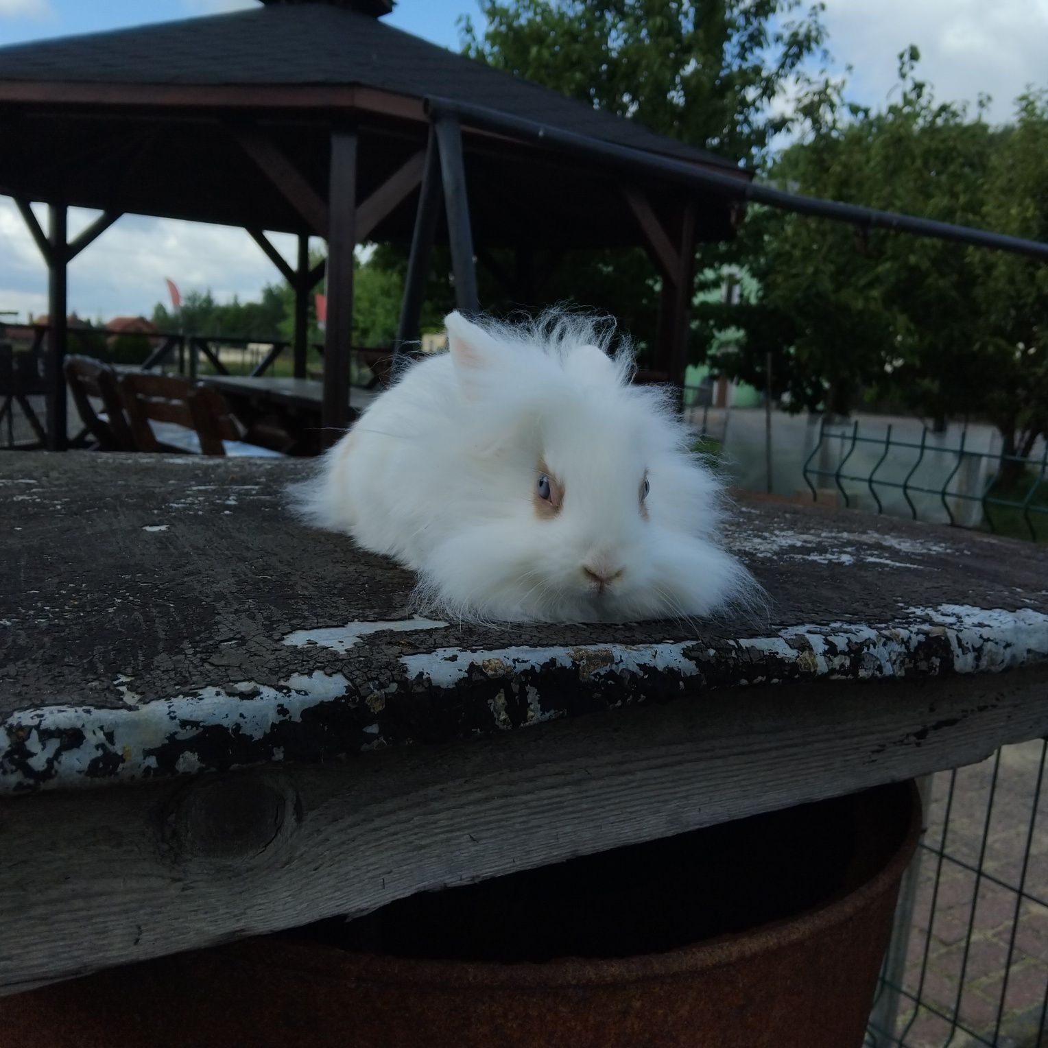 Królik miniaturka
