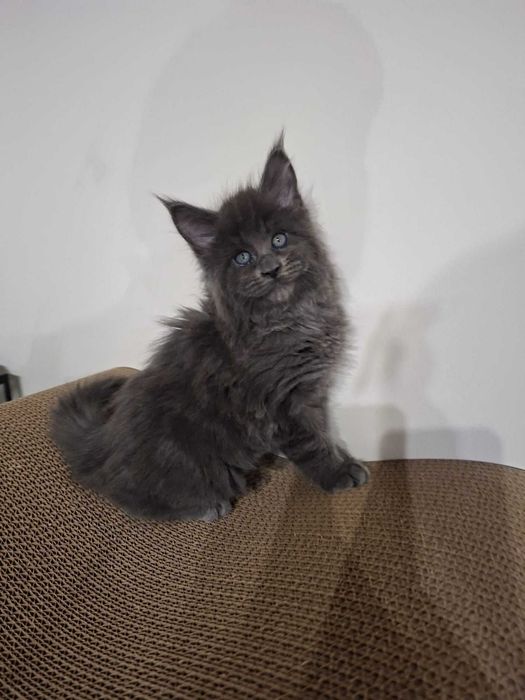 Чекаємо на найкращу родину! Мейн-кун з документами та щепленням