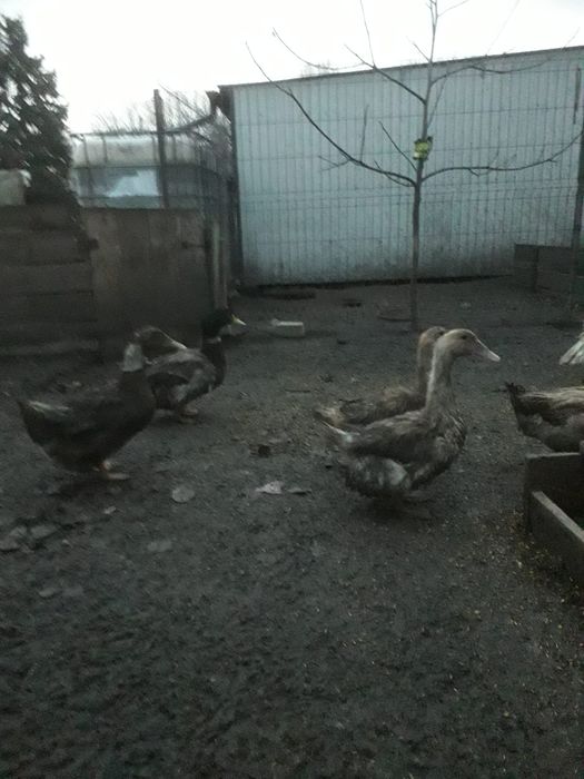 Jaja lęgowe kacze
