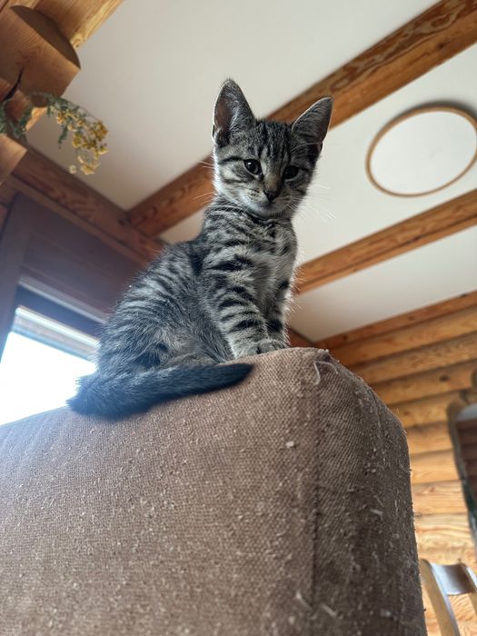 Kotki czarny z białym krawacikiem i szary tygrysek