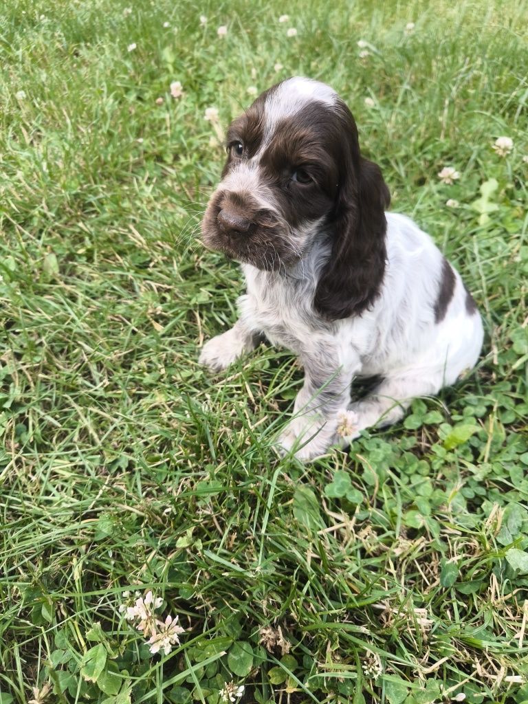 Cocker spaniel angielski samiec liver roan