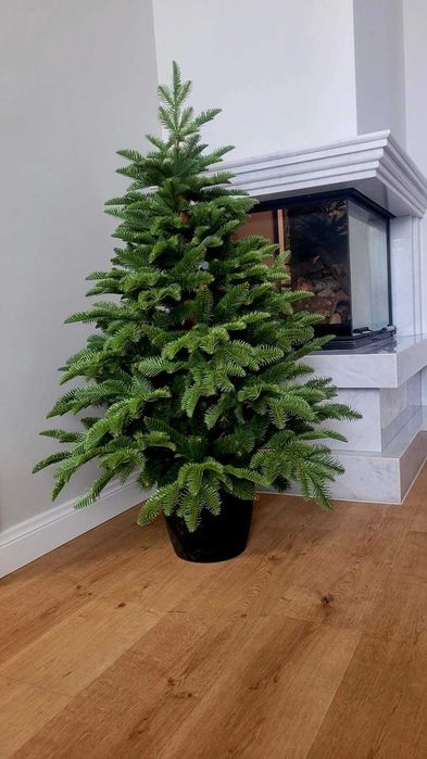 Choinka jak żywa Jodła szlachetna PE w ozdobnej donicy 180 cm