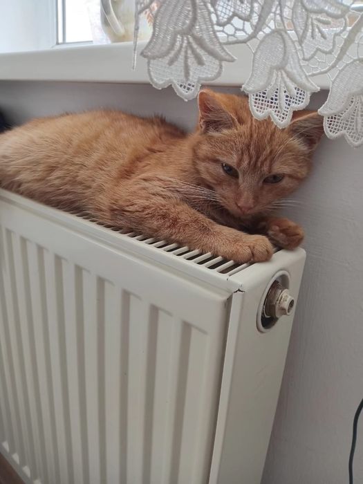 Кошенята в добрі руки