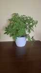Geranium (Anginka)