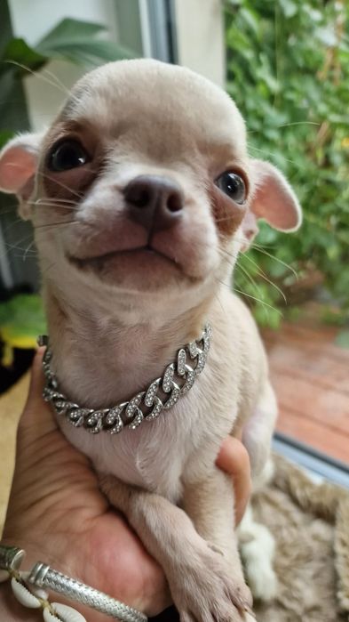 Chihuahua piekny   malenki chlopczyk