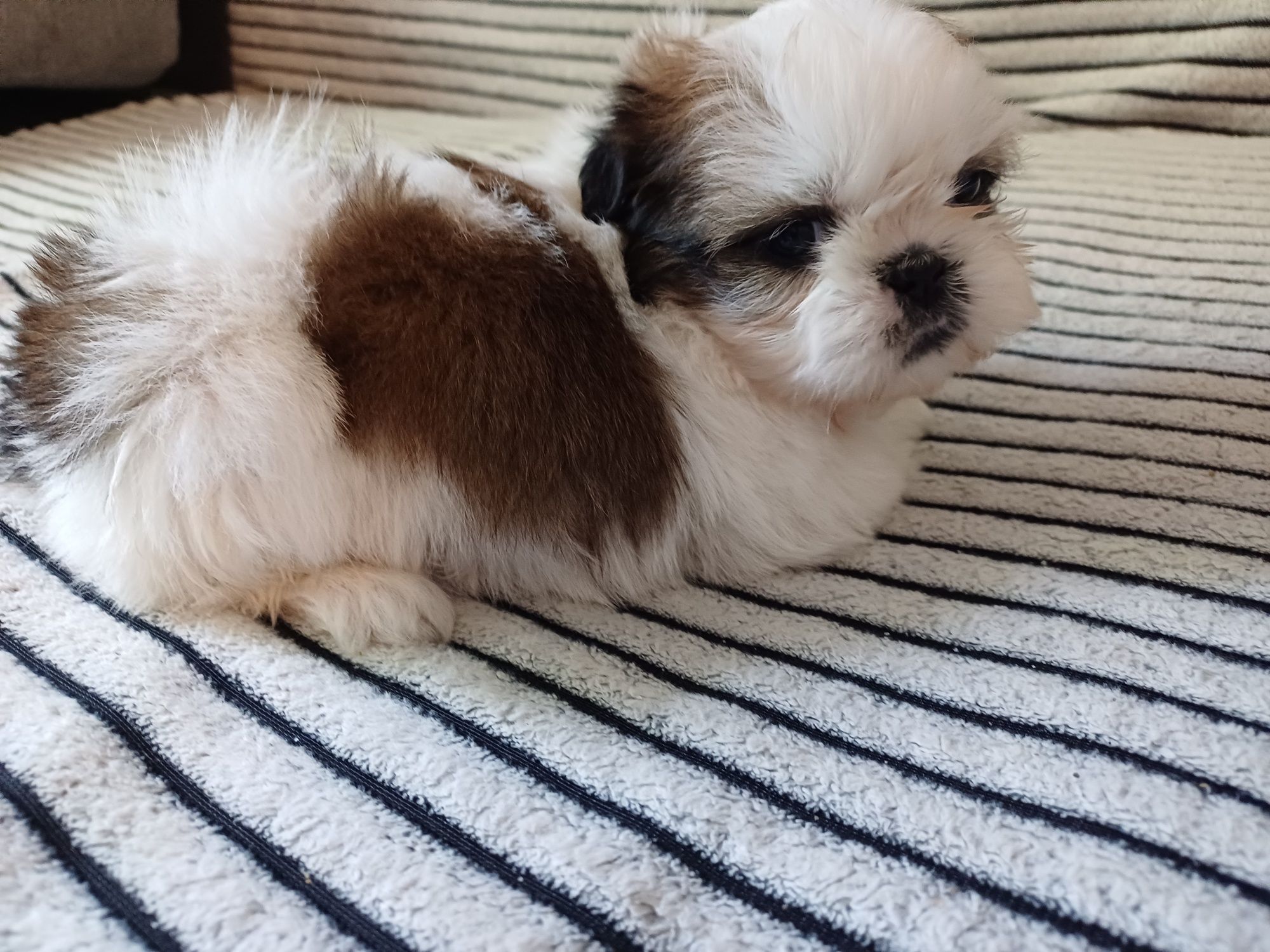 Suczka  Shih Tzu