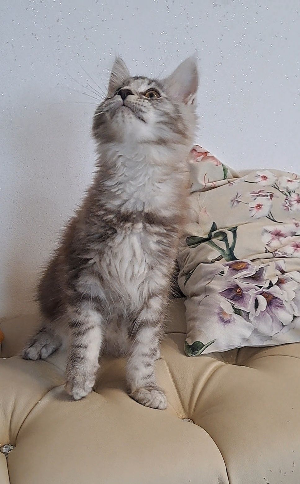 ZAREZERWOWANY Kot MaineCoon, niebieskie srebro
