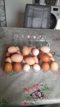 Ovos caseiros de qualidade