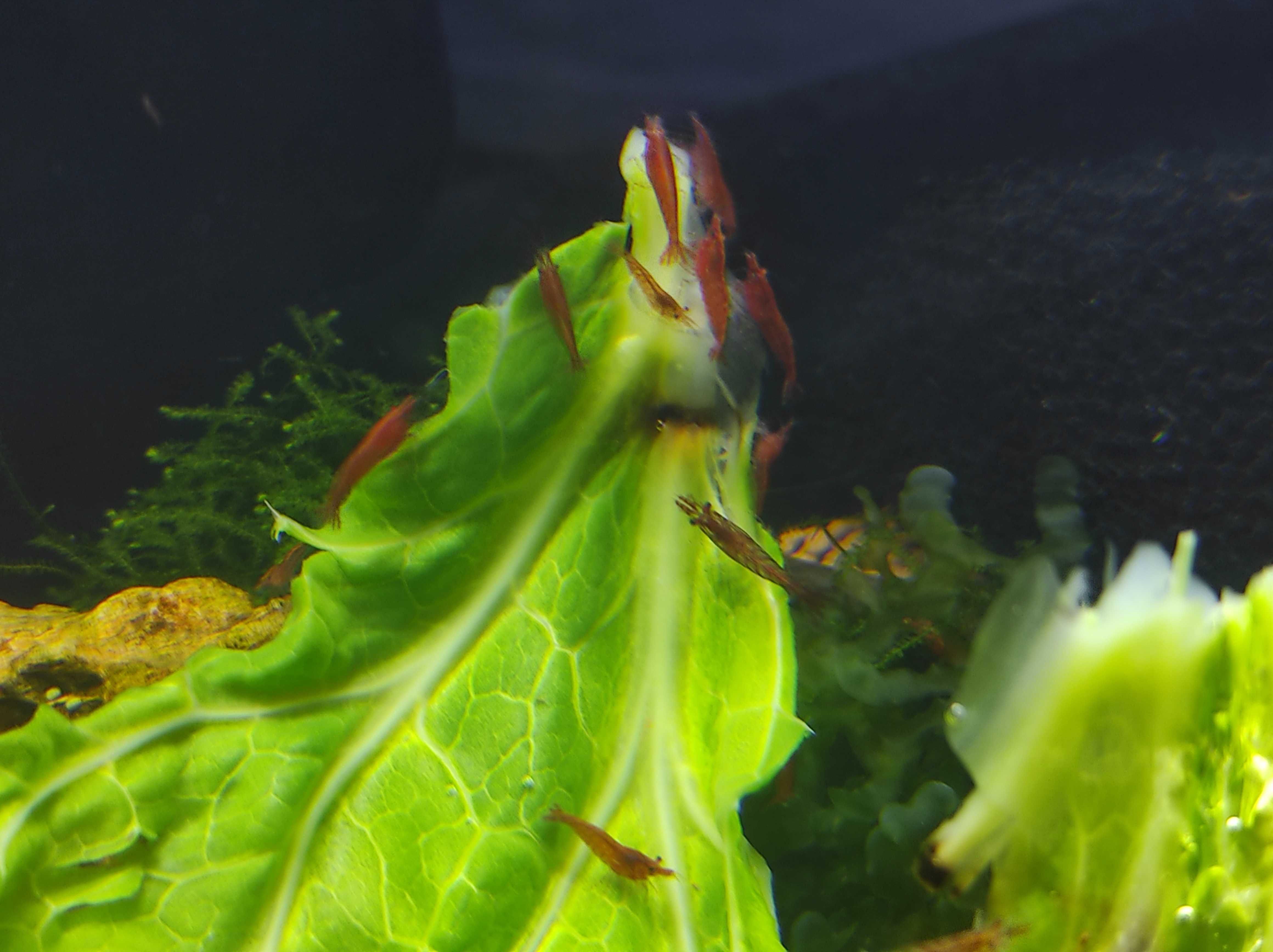 Camarões Neocaridinas Red Cherry Aquario