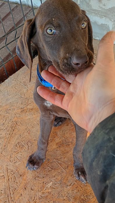 Piesek Wyżeł niemiecki krótkowłosy