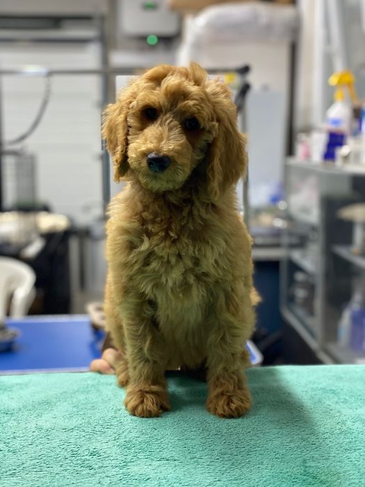 Imperdível!!! Lindo bebê de caniche standard procura novo dono!!