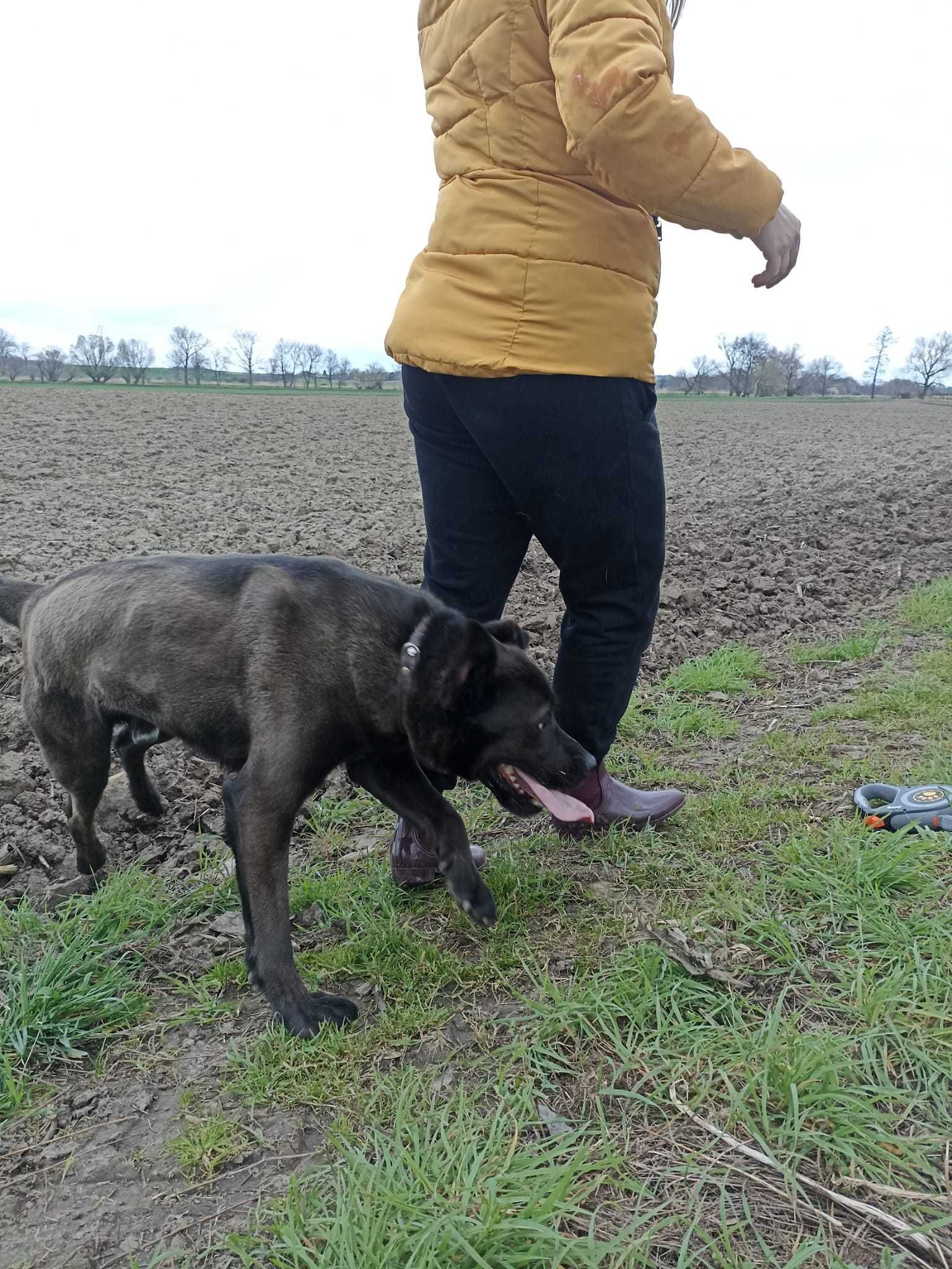 Harpun w typie cane corso do adopcji