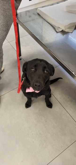 Szczeniaki do adoocji