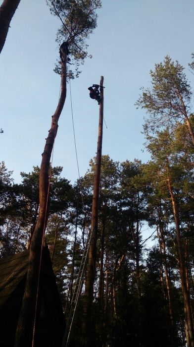 Wycinka drzew, usługi ogrodnicze, podnośnik, rębak, alpinista !