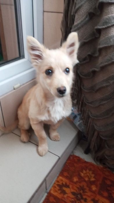 Віддам в дар  цуценя