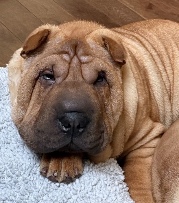 Hodowla rasy shar pei Red Folds przedstawia szczeniaków ur. 22.06.2025