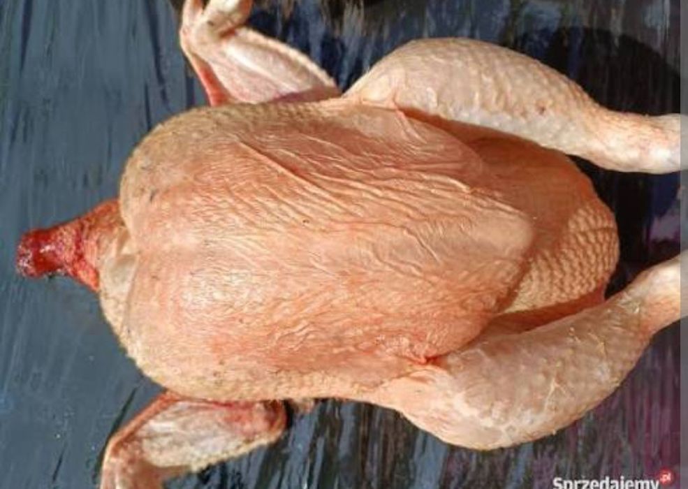 Gęsi,kaczki, brojlery  z własnego gospodarstwa.