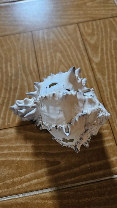 Decoração Buzio para Aquario